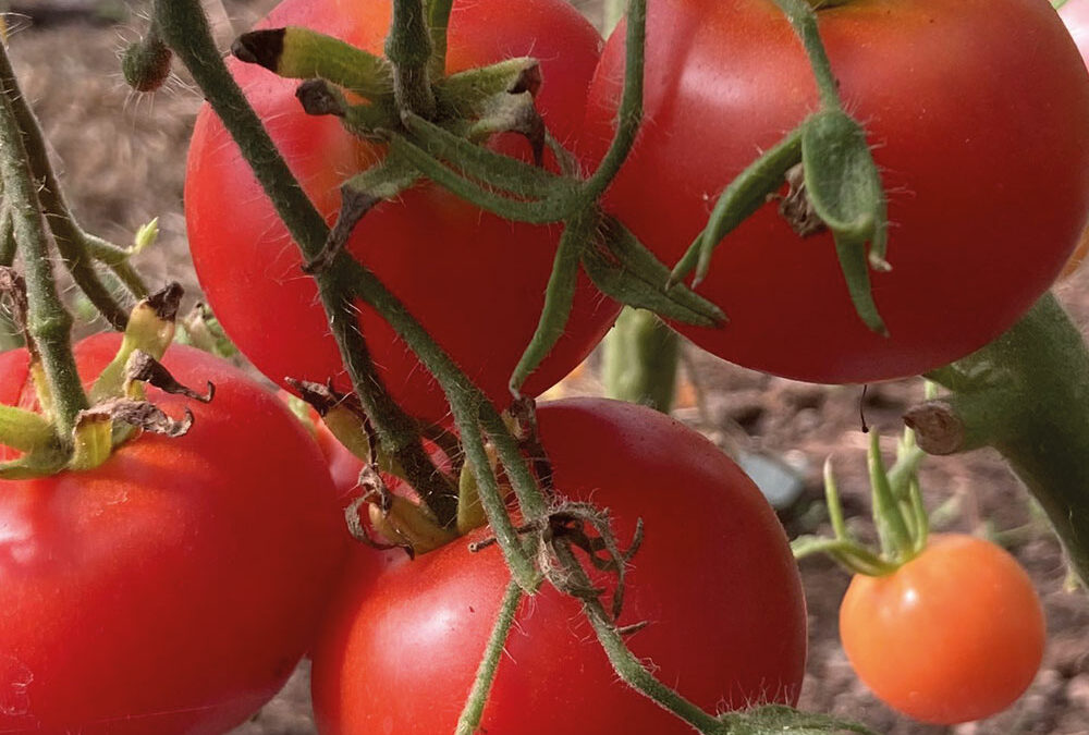 Welche Salate oder Gemüsesorten eignen sich am besten für den Anbau im Folientunnel?