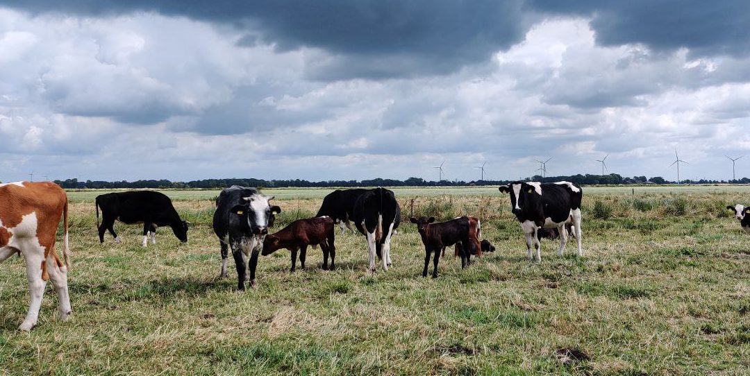 Mutterkuhhaltung auf der Weide